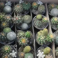 کاکتوس النگاتا پک 16عددی سایز 8