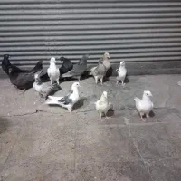 جوجه کفتر