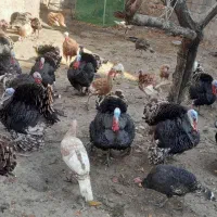 گوشتی|حیوانات مزرعه|مشگین شهر, |دیوار