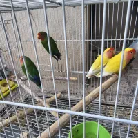 کوتوله و مرغ عشق پروانه ای|پرنده|مشهد, کوشش|دیوار