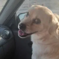 سگ پاپی|سگ|شاهینشهر, فرودگاه هسا|دیوار