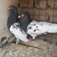هر دو تا یک میلیون