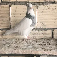 کبوتر طوقی نر الماسی|پرنده|مبارکه, |دیوار