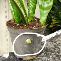 ویزیت رایگان گیاه ، گیاه پزشک ،تعویض گلدان خاک برگ