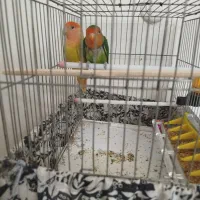 جفت طوطی برزیلی