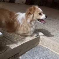 سگ پا کوتاه