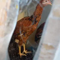 2عدد خروس محلی ۲ رگه لاری خوش استایل|حیوانات مزرعه|شهرضا, |دیوار