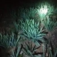 پرموسیر(پلیز)