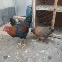 مرغ و خروس|حیوانات مزرعه|صوفیان, |دیوار