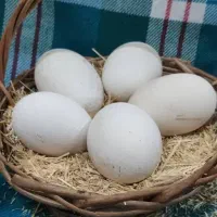 تخم غاز نطفه دار تازه تازه