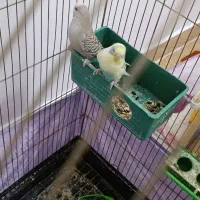 مرغ عشق نر و ماده|پرنده|نسیم‌شهر, |دیوار