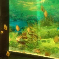 اکواریوم به همراه ماهی|ماهی|مشهد, کلاهدوز|دیوار