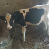 گوساله|حیوانات مزرعه|صحنه, |دیوار