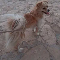 سگ پامر