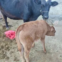 گاو و گوساله|حیوانات مزرعه|کارزان, |دیوار