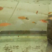 مولی پاندا و دم عقربی و بالن و....|ماهی|کاشان, فین بزرگ|دیوار