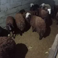 بره نر وماده