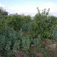 باغچه-سنجر-از-500-متر-تا-1200-متر