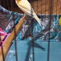 قناری رسمی|پرنده|خرمشهر, |دیوار