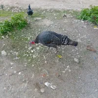 معاوضه بوقلمون ماده بانر|حیوانات مزرعه|رشت, پیرکلاچای|دیوار