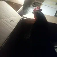 مرغ تخم گذار