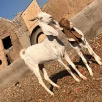 بز گلابی پاکستانی