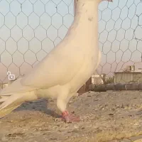 سوسنی وگلی|پرنده|مرودشت, ثبت احوال|دیوار