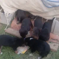 توله سگ