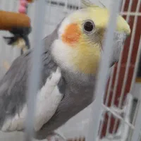 عروس هلندی سالم وسرحال  سخنگوو|پرنده|سوسنگرد, |دیوار