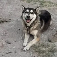 سگ گرگی هاسکی دو رگه