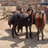 بره ماده غزل افشار