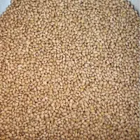 ارزن درجه یک نگار محلی