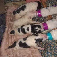 واگذاری توله سگ