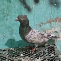 سرور کاکل و اشعل زرد درجه یک|پرنده|خرمشهر, |دیوار