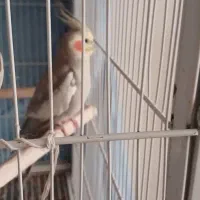 عروس هلندی نر سخنگو با ماده ۳۳۰۰۰۰۰