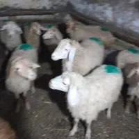 بره پای پروری۱۰ عدد|حیوانات مزرعه|انگوت, |دیوار