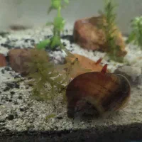 فروش ماهیان زنده زا دست چین شده