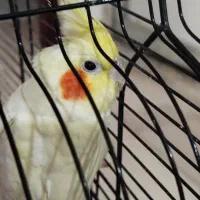 عروس هلندی لوتینو