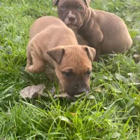 پیتبول پیت بول توله