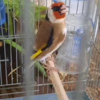 جوجه سهره سهره کهنه دوساله|پرنده|ری, شهادت|دیوار