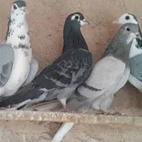 ماده خرقه گلین طوقی|پرنده|اصفهان, شاهزید|دیوار