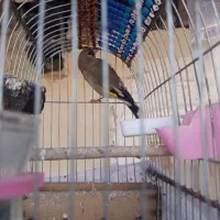 سهره کرمونی