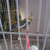 عروس هلندی|پرنده|مشهد, آبکوه|دیوار