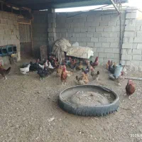 مرغ تخمگزار محلی|حیوانات مزرعه|داورزن, |دیوار