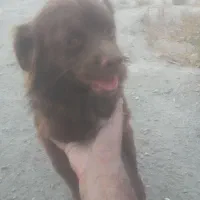 سگ پاکوتاه کوکنی