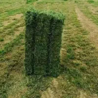 فروش و ارسال یونجه درجه یک و ذرت علوفه ای