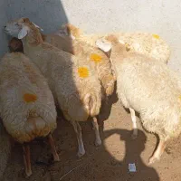 ۵راس گوسفند مغانی گوشتی