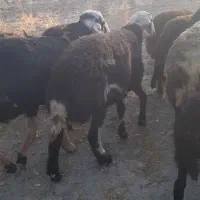 قوچ بره گوسفند میش