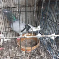 کبوتر سالم و سرحال قیمت ۳۵۰