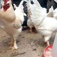 تخم مرغ نطفه دار|خوردنی و آشامیدنی|ساوه, |دیوار